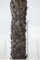 palm tree bark 0001